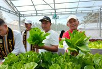 Camat Kecamatan Air Batu, Syahputra, SE. MM bersama Kades Hessa Air Genting, Muhammad Basri panen perdana tanaman hidroponik di  Agro Wisata. (Foto : miko franata)