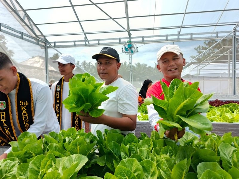 Camat Kecamatan Air Batu, Syahputra, SE. MM bersama Kades Hessa Air Genting, Muhammad Basri panen perdana tanaman hidroponik di  Agro Wisata. (Foto : miko franata)
